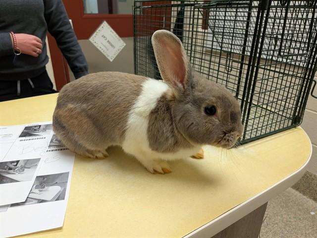 STRAWBERRY, Adoptable, Young Female Dutch.