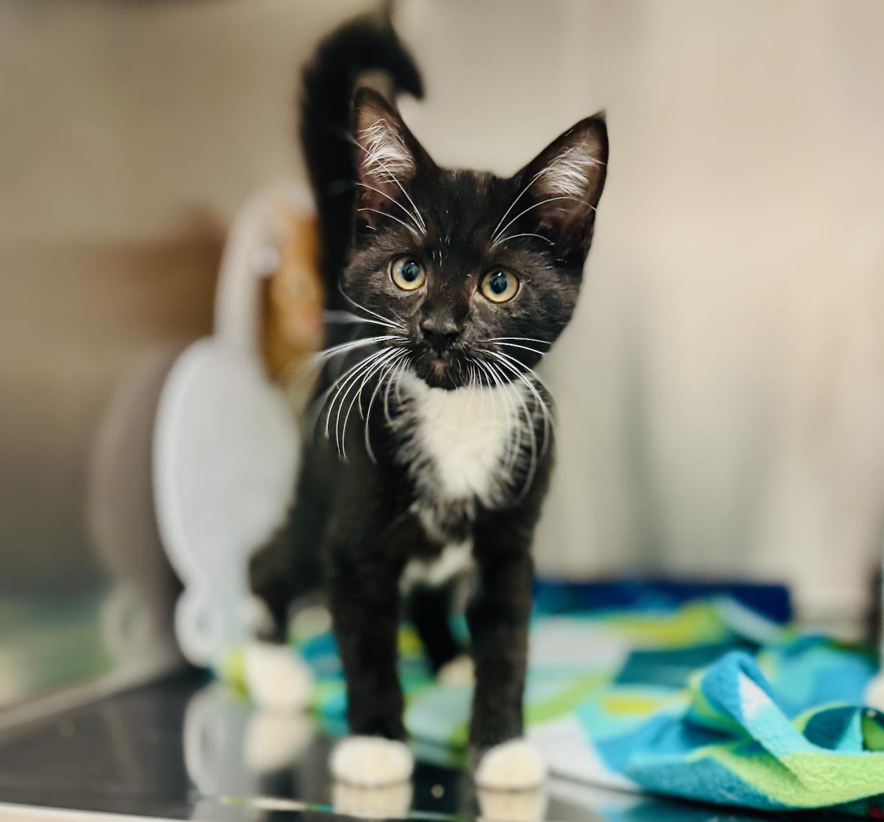 OSCAR, an adoptable Domestic Short Hair in St Stephen, NB, E3L 2X2 | Photo Image 1