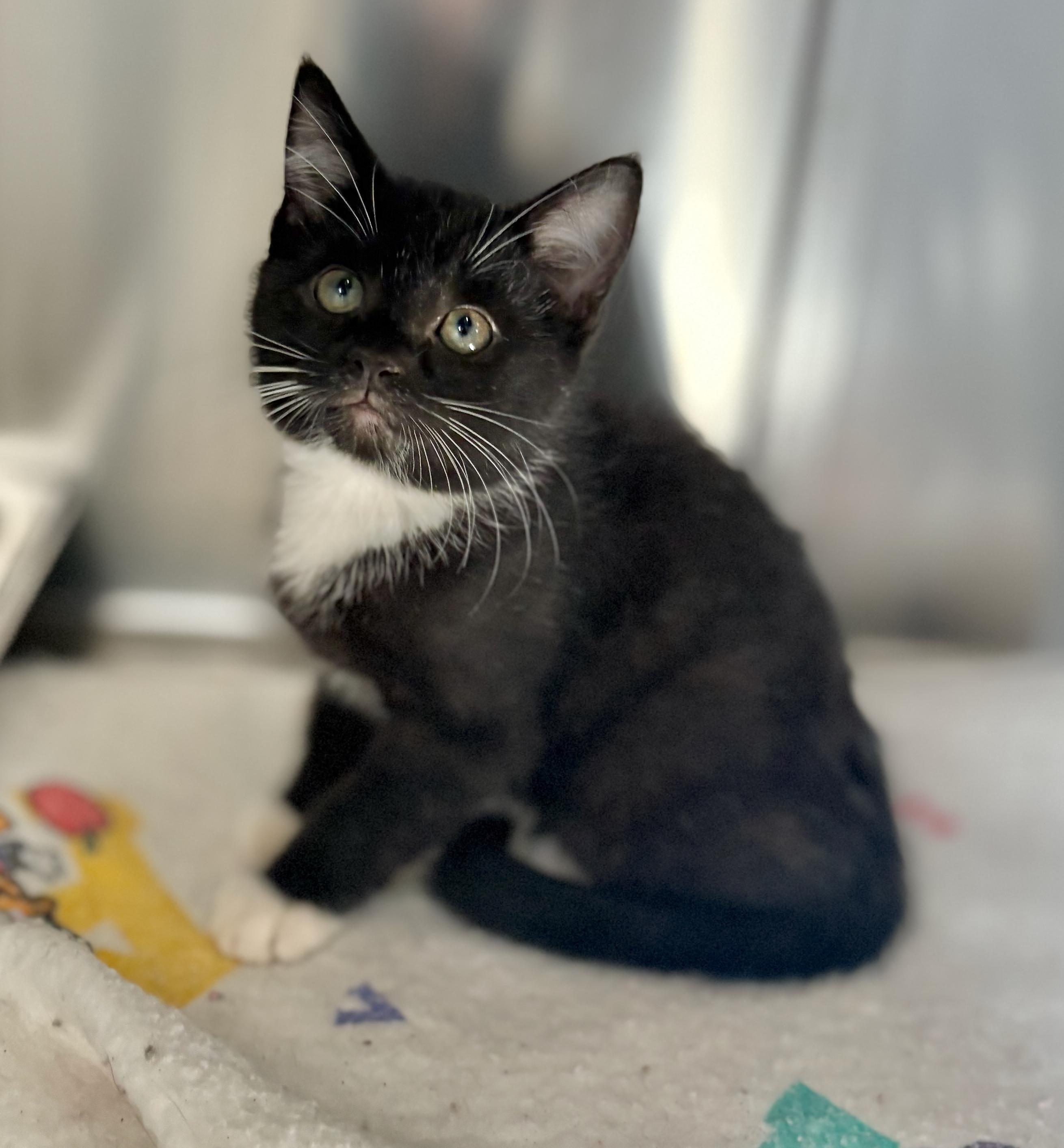 OSCAR, an adoptable Domestic Short Hair in St Stephen, NB, E3L 2X2 | Photo Image 2