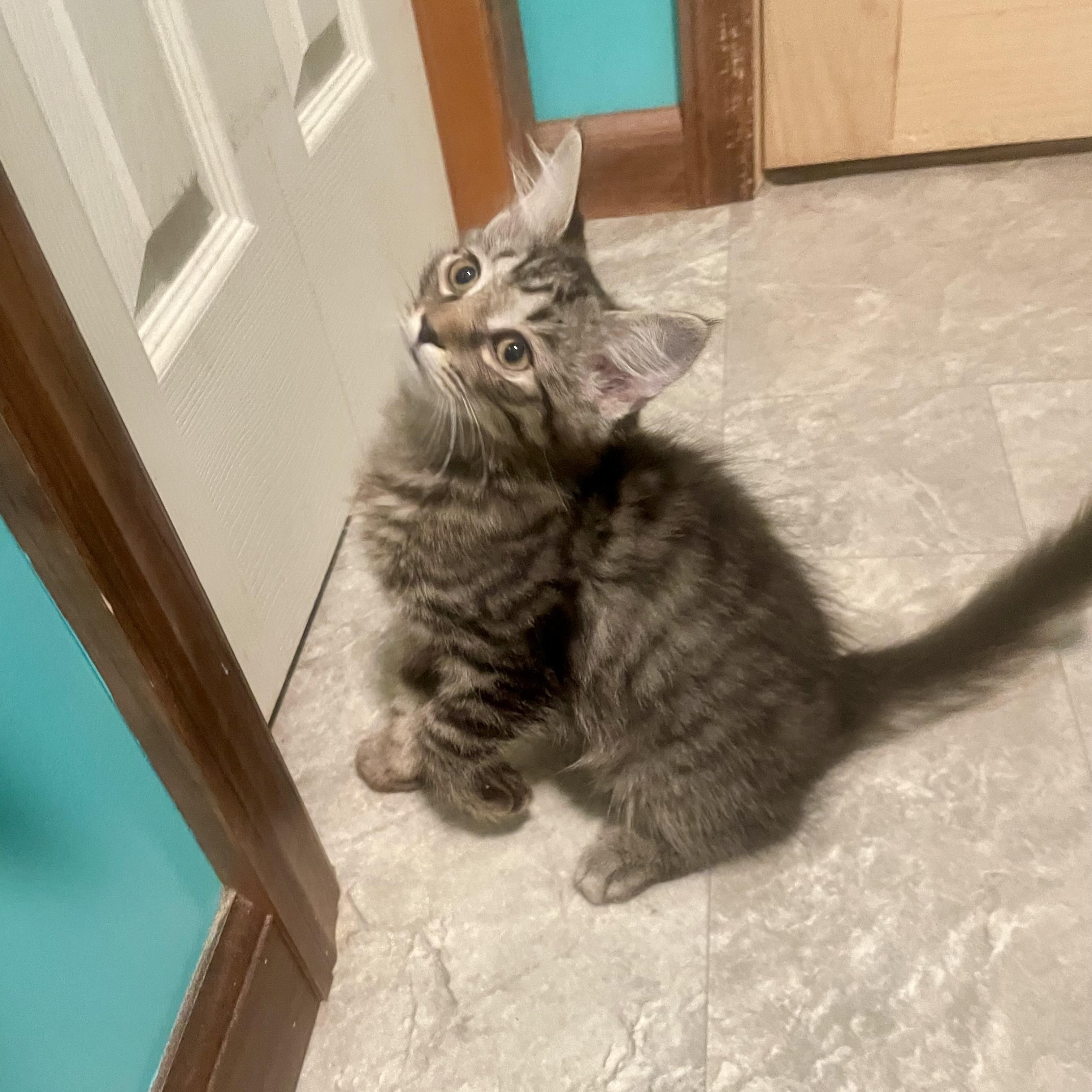 Enlarge Mittens, a Adoptable mixed breed in High View, WV image 3/6