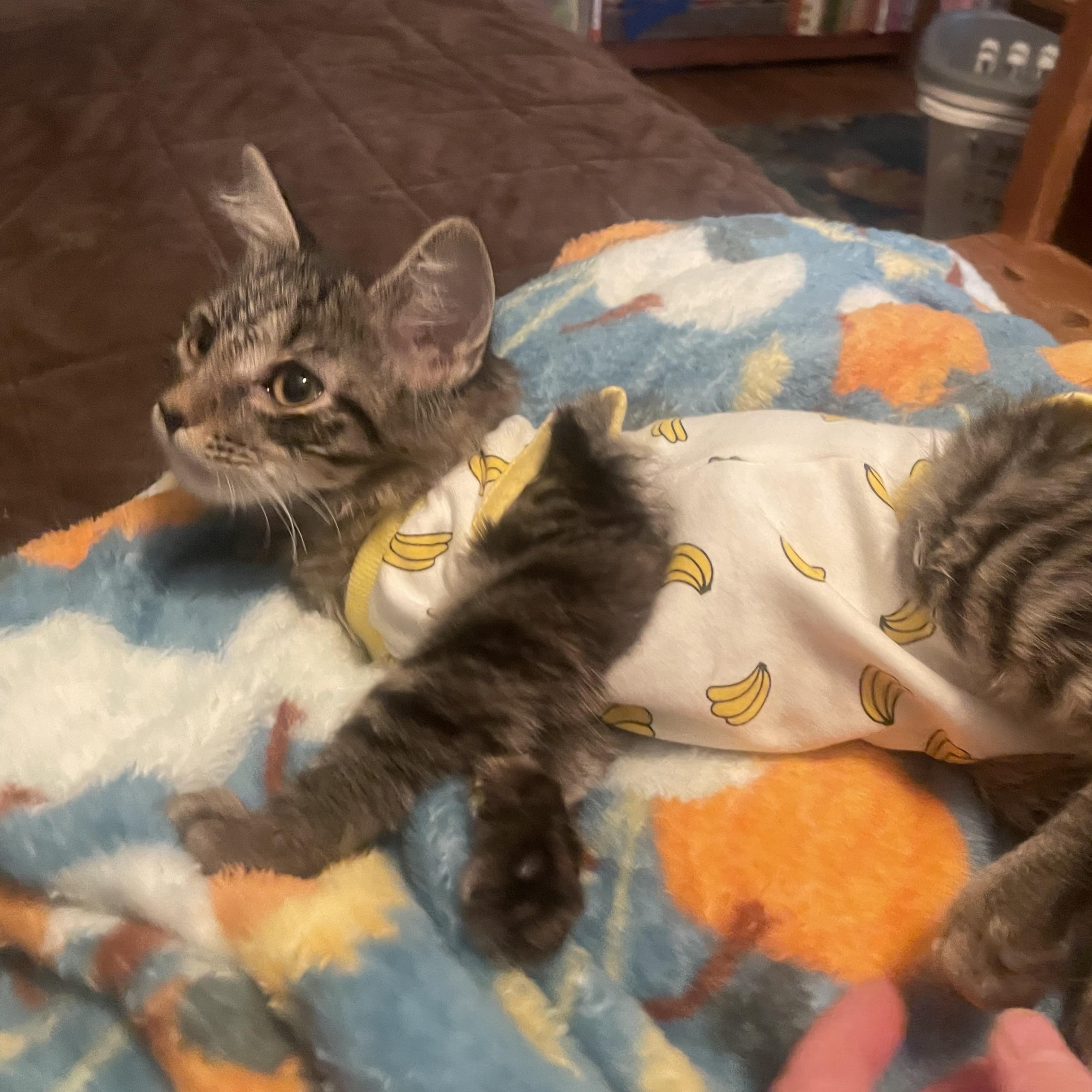 Enlarge Mittens, a Adoptable mixed breed in High View, WV image 2/6