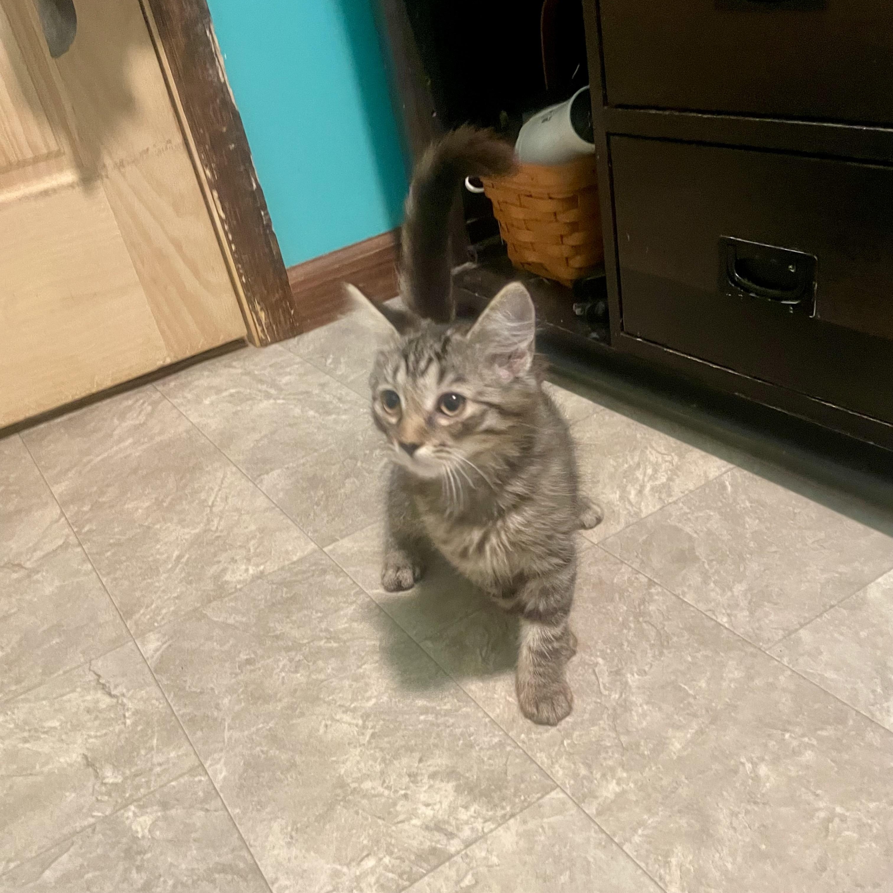 Enlarge Mittens, a Adoptable mixed breed in High View, WV image 6/6