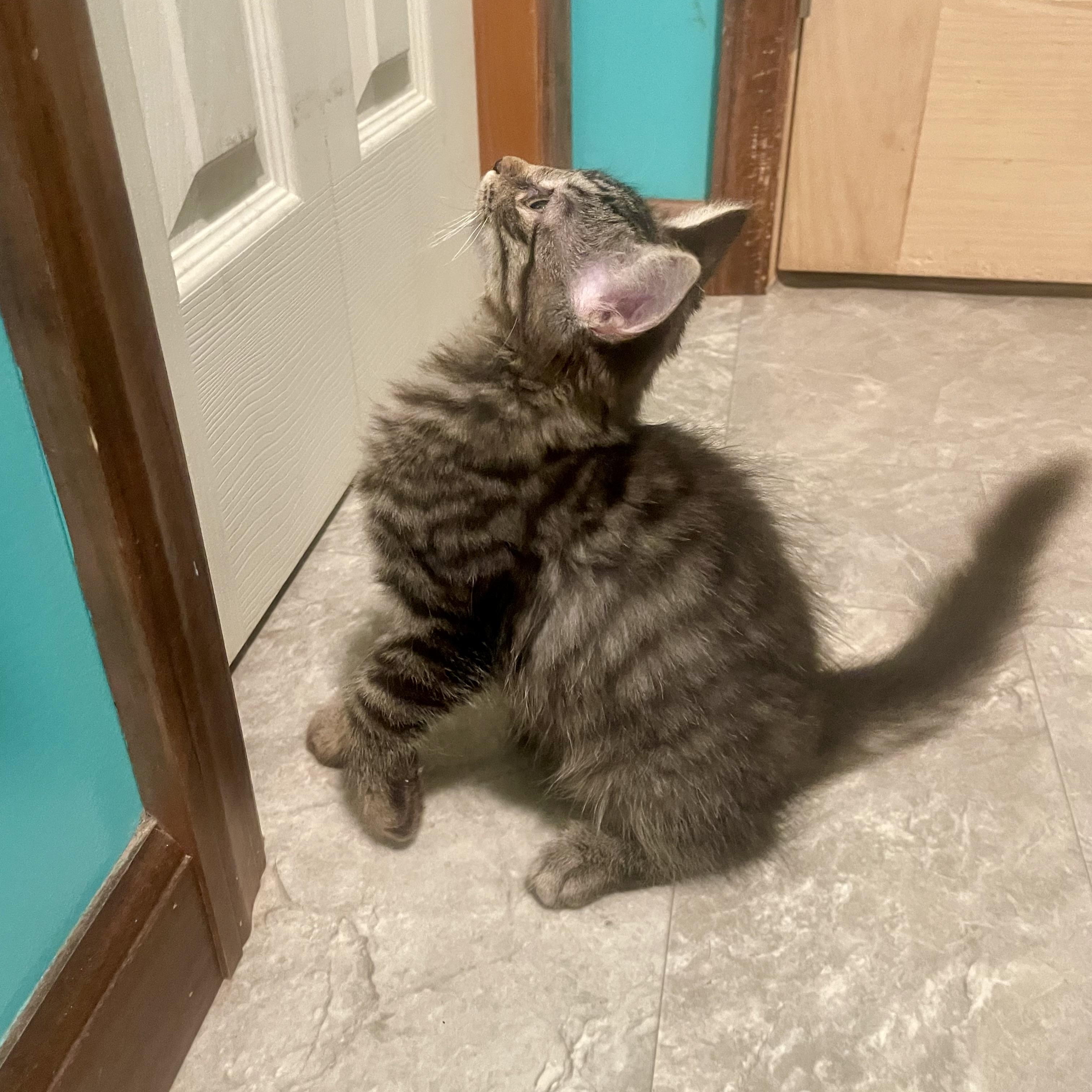 Enlarge Mittens, a Adoptable mixed breed in High View, WV image 5/6