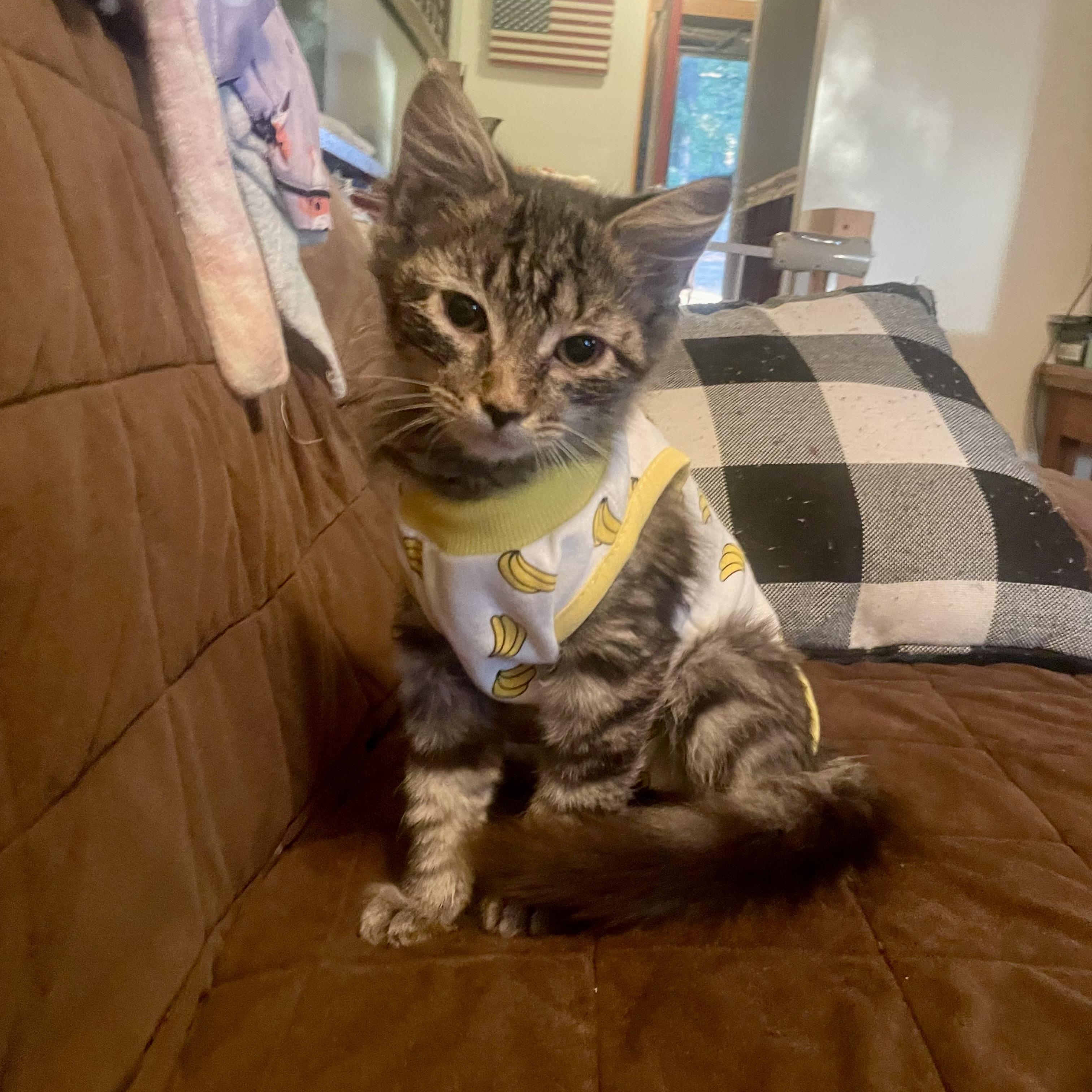 Mittens, Adoptable, Kitten Female Domestic Medium Hair.