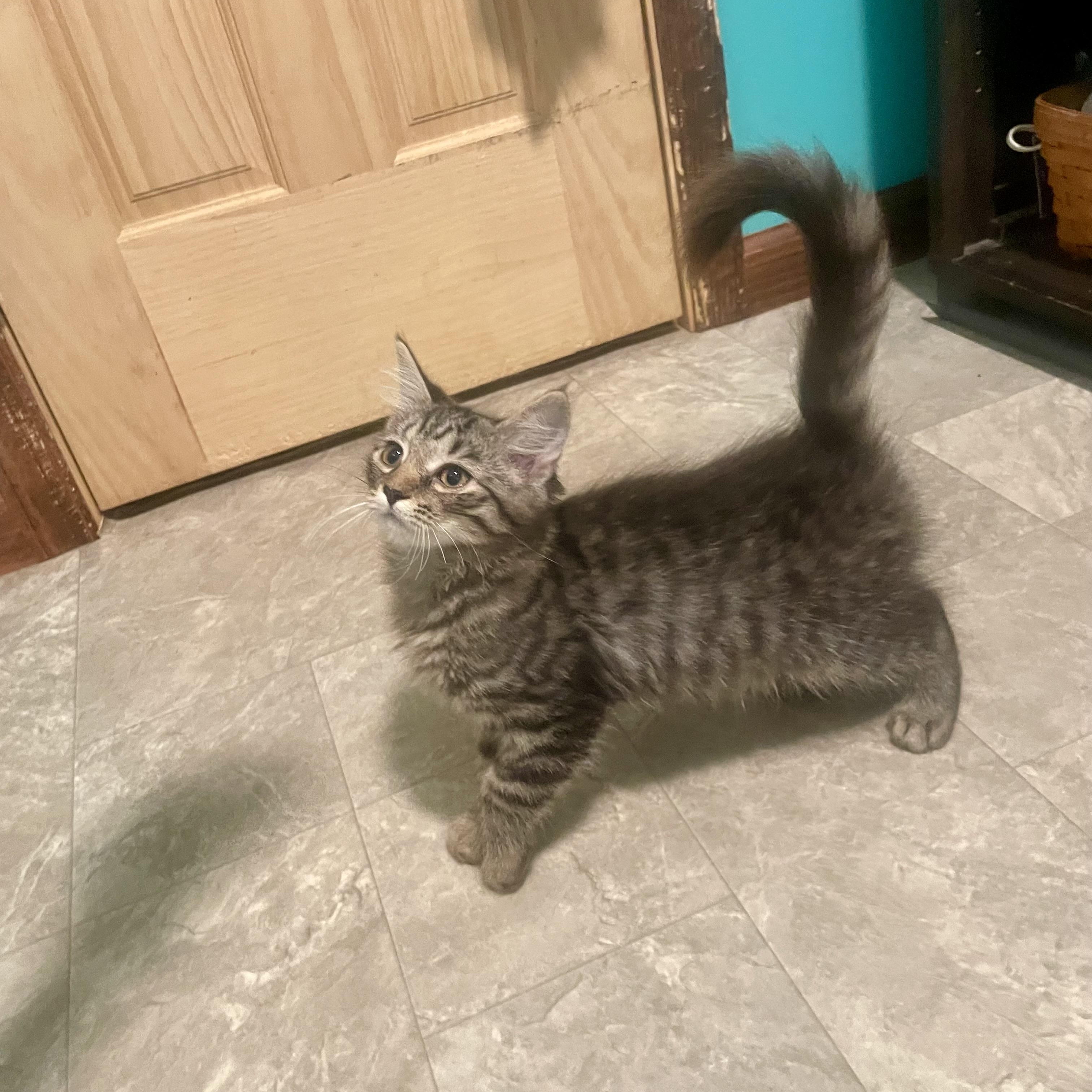Enlarge Mittens, a Adoptable mixed breed in High View, WV image 4/6