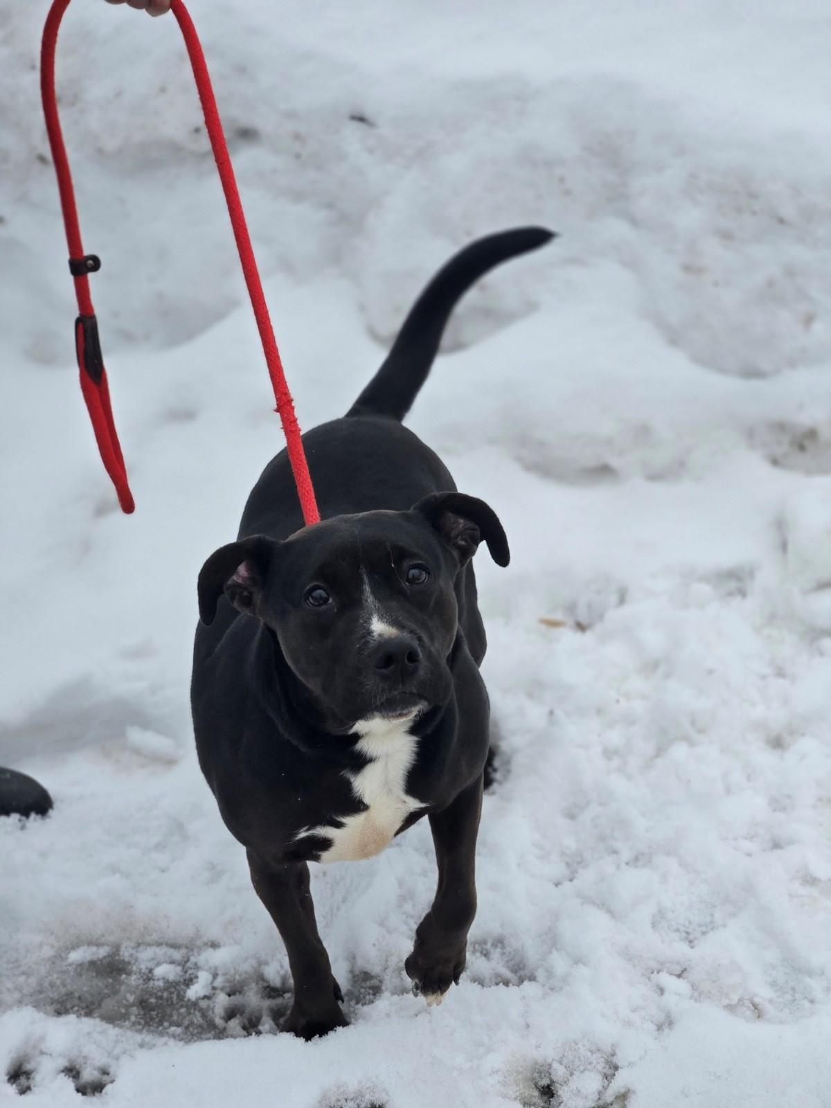 Enlarge Mona, an adoptable mixed breed in Hamilton, ON image 6/6