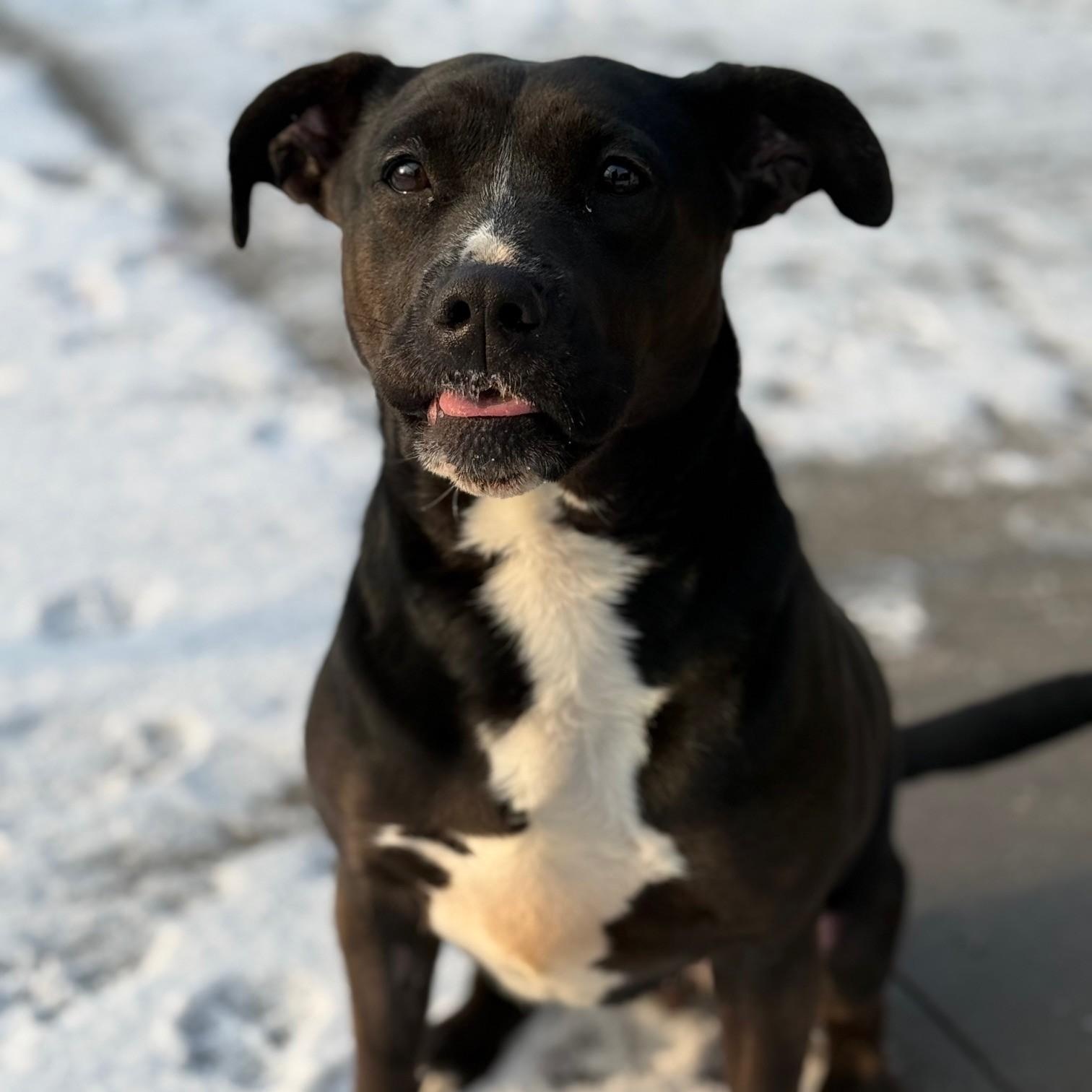 Enlarge Mona, an adoptable mixed breed in Hamilton, ON image 3/6