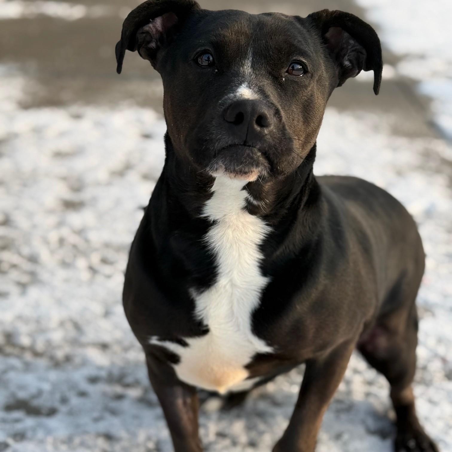 Mona, adoptable, Adult Female American Bully & Labrador Retriever.