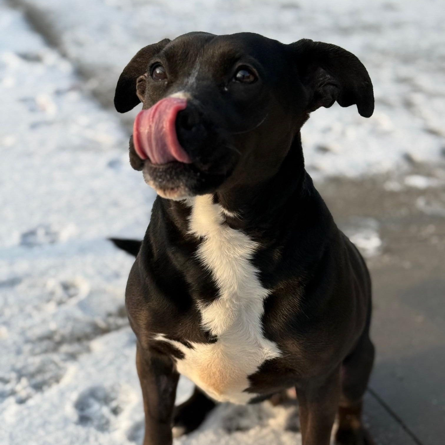 Enlarge Mona, an adoptable mixed breed in Hamilton, ON image 2/6