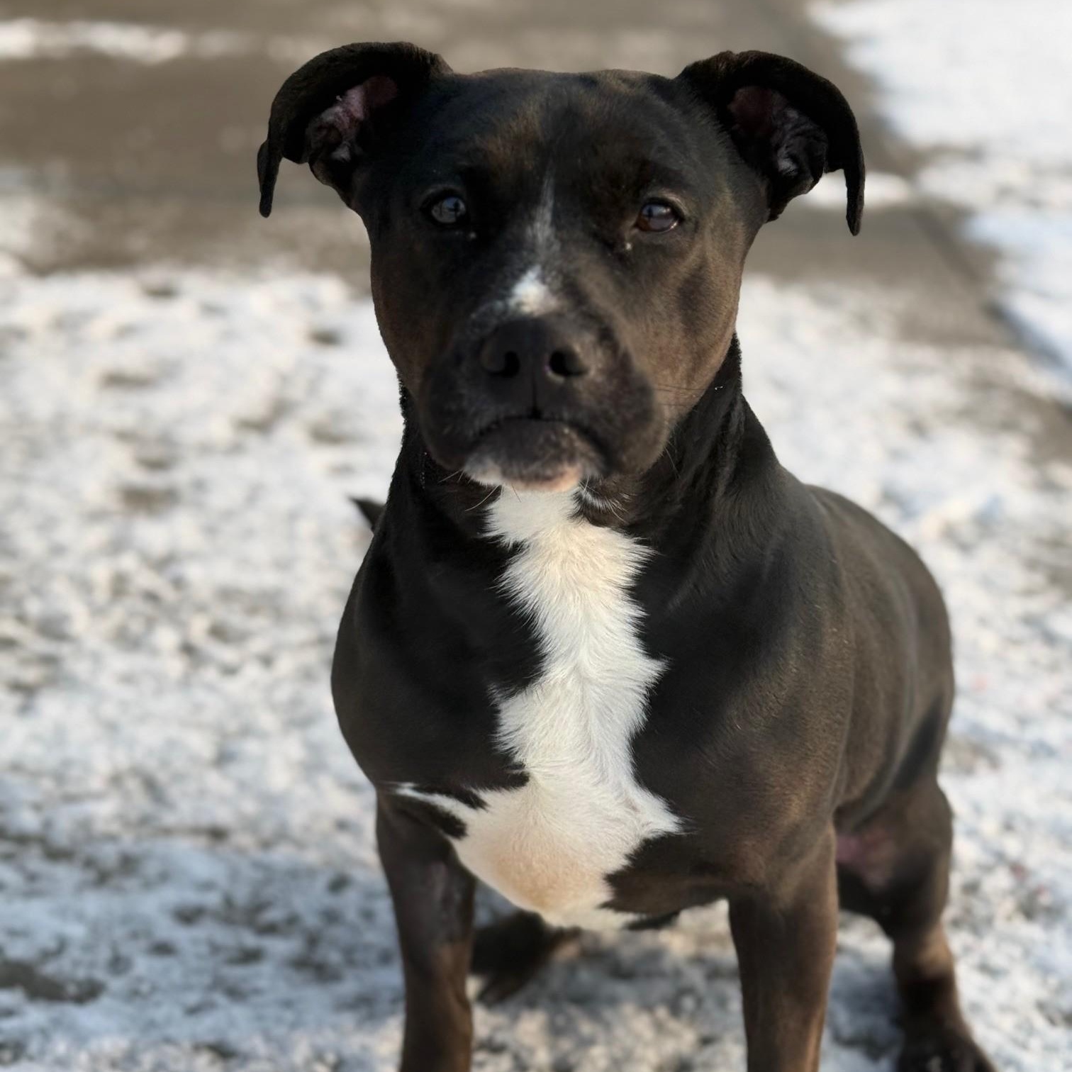 Enlarge Mona, an adoptable mixed breed in Hamilton, ON image 4/6