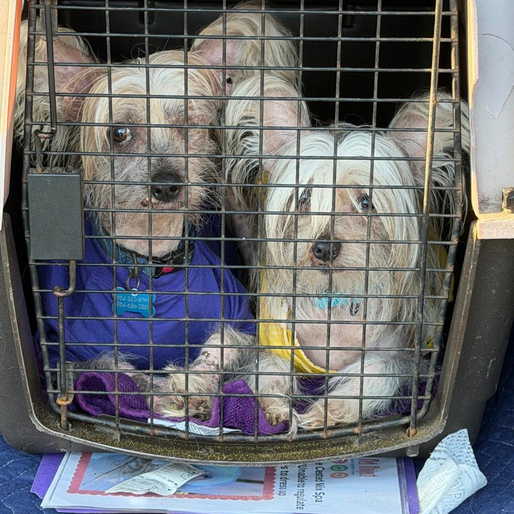 Farrah, Adoptable, Senior Female Chinese Crested Dog & Mixed Breed.