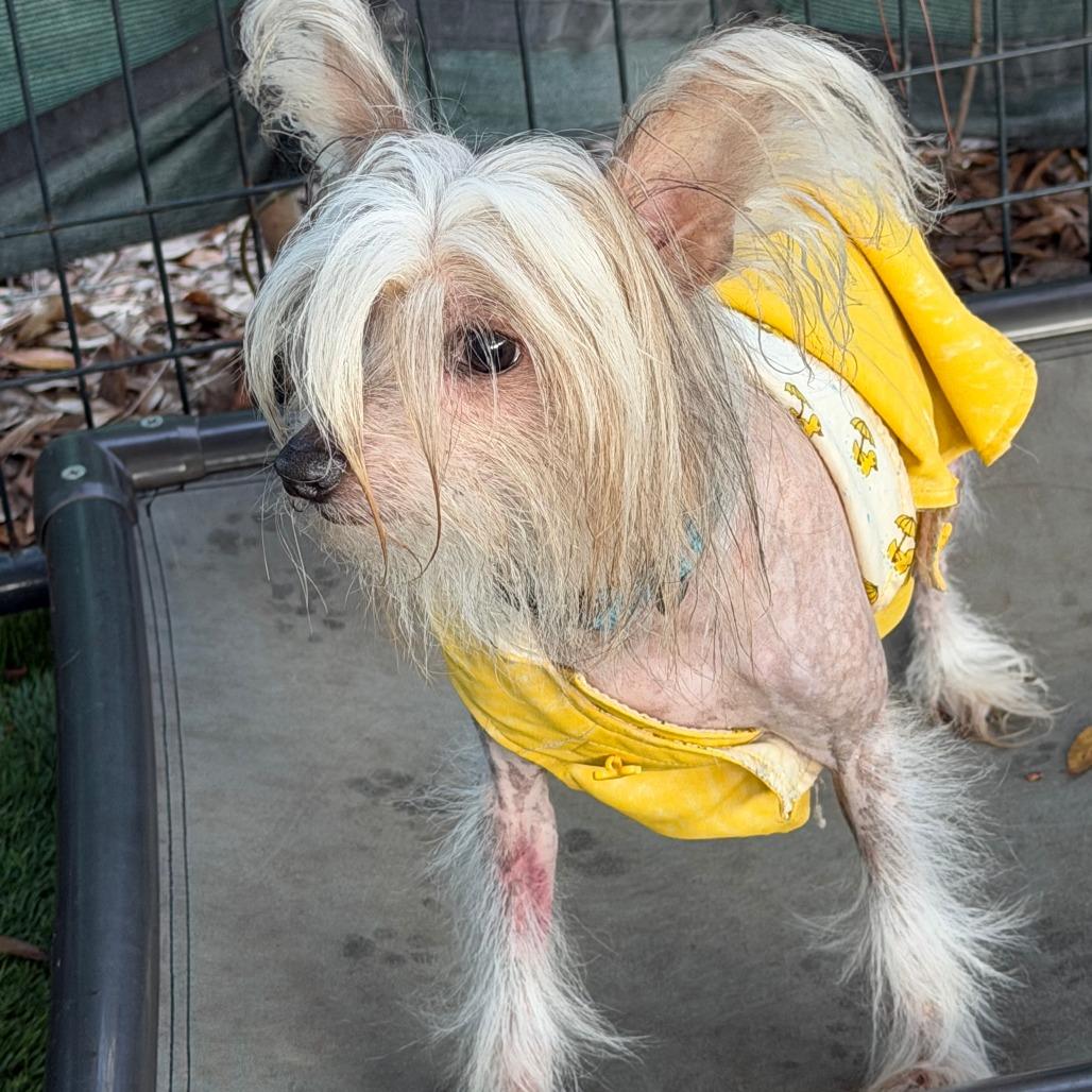 Enlarge Farrah, a Adoptable mixed breed in North Port, FL image 2/6