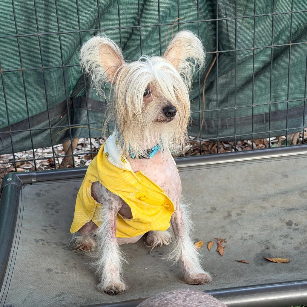 Enlarge Farrah, a Adoptable mixed breed in North Port, FL image 3/6