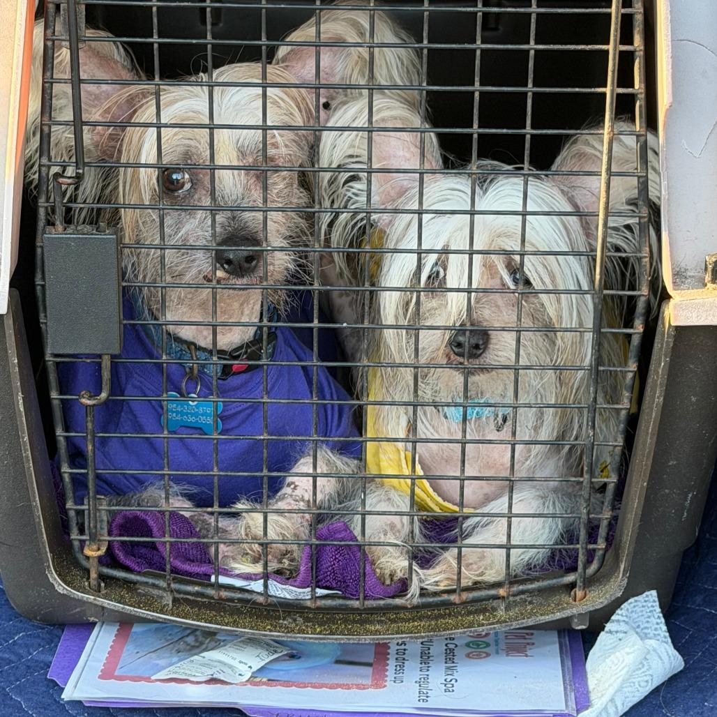 Enlarge Farrah, a Adoptable mixed breed in North Port, FL image 4/6