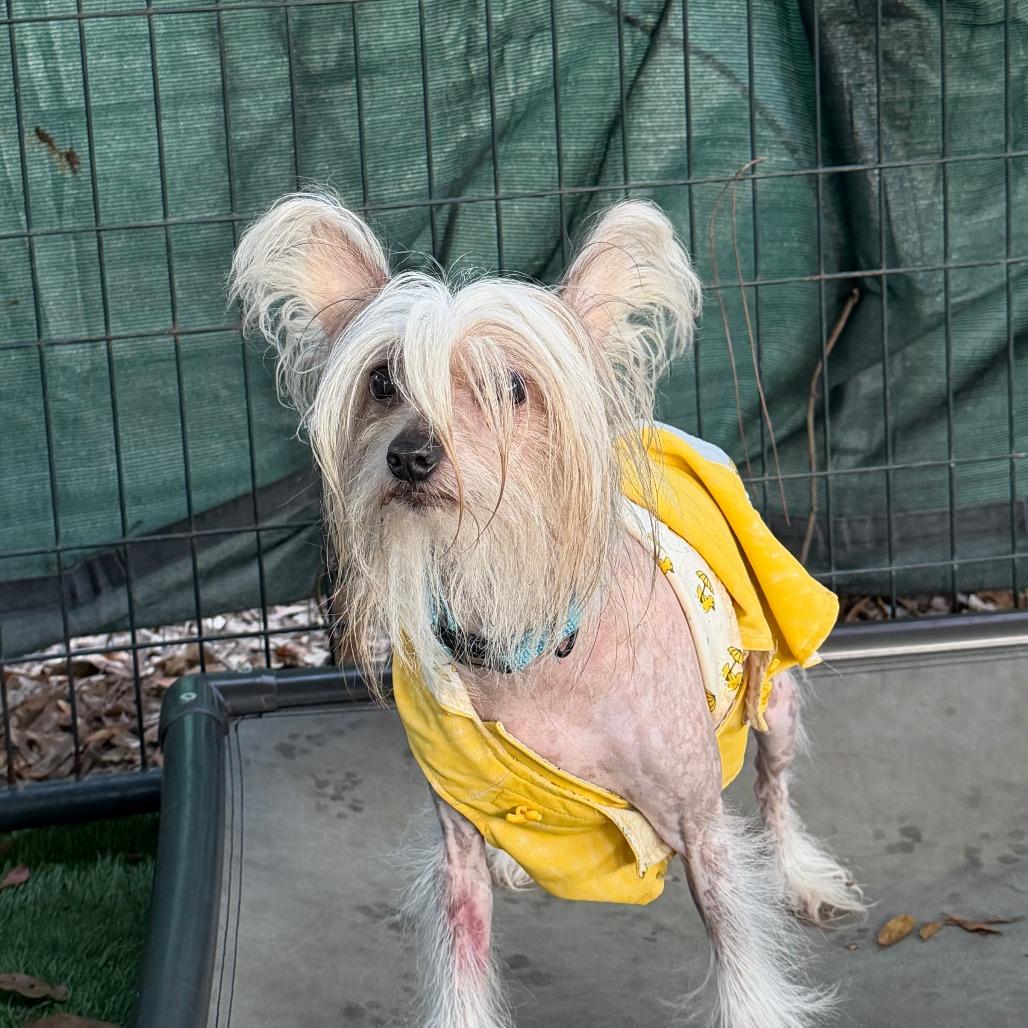 Enlarge Farrah, a Adoptable mixed breed in North Port, FL image 5/6