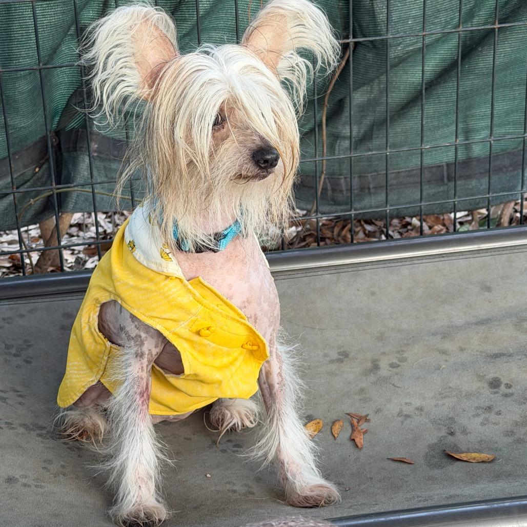 Enlarge Farrah, a Adoptable mixed breed in North Port, FL image 6/6