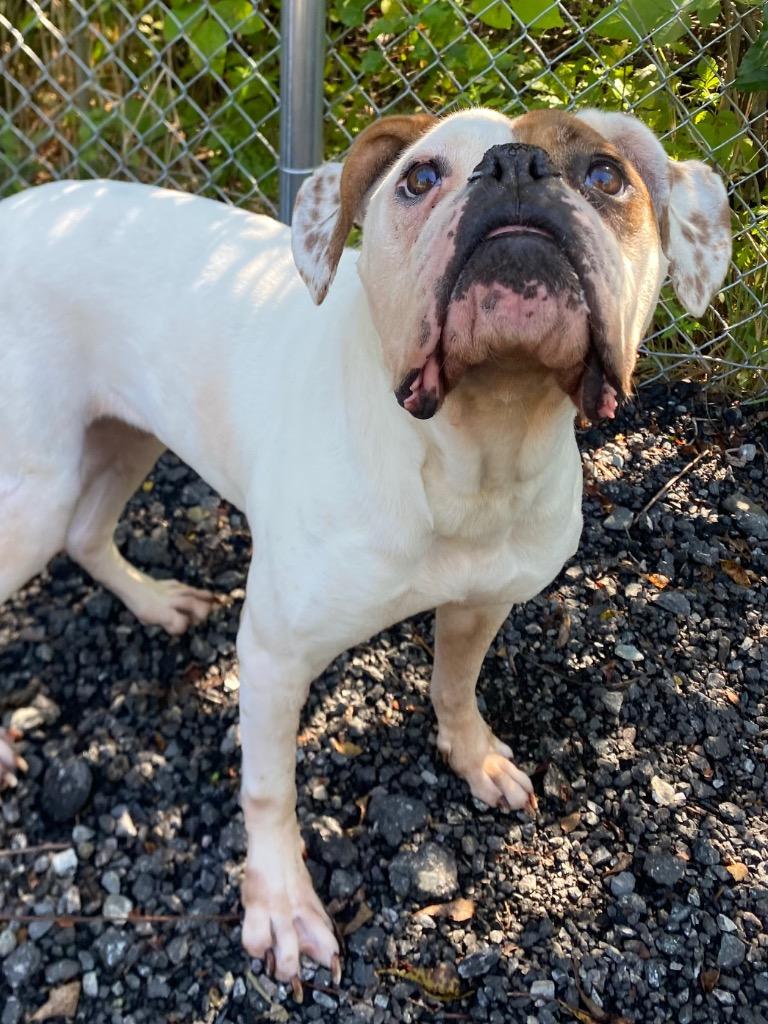 Juicebox, Adoptable, Senior Female American Bulldog & Boxer.