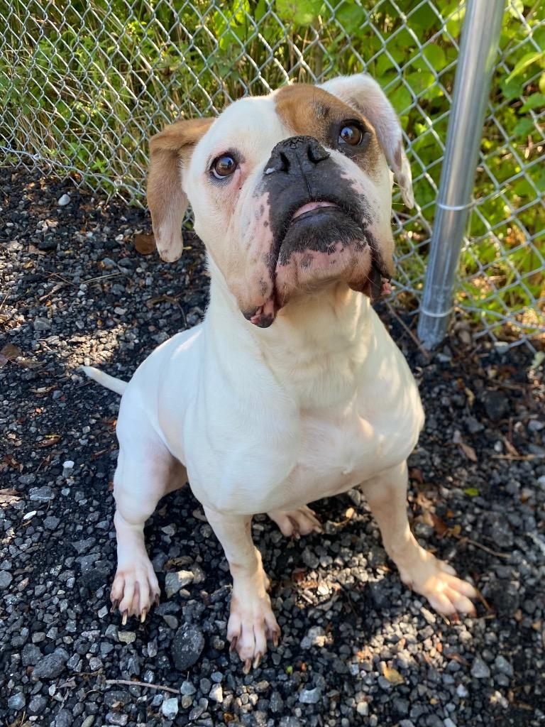 Enlarge Juicebox, a Adoptable mixed breed in Fall River, MA image 2/6