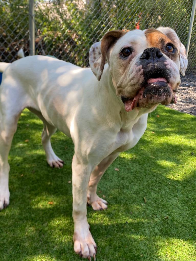 Enlarge Juicebox, a Adoptable mixed breed in Fall River, MA image 3/6