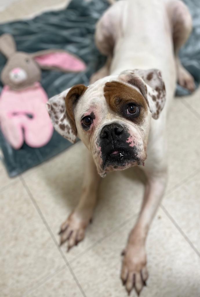 Enlarge Juicebox, a Adoptable mixed breed in Fall River, MA image 4/6