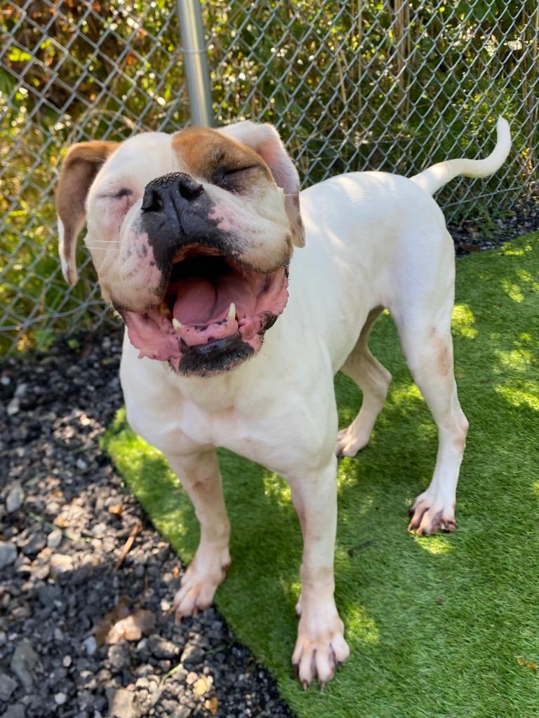 Enlarge Juicebox, a Adoptable mixed breed in Fall River, MA image 5/6