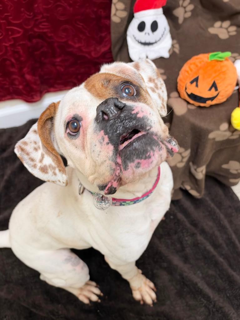 Enlarge Juicebox, a Adoptable mixed breed in Fall River, MA image 6/6