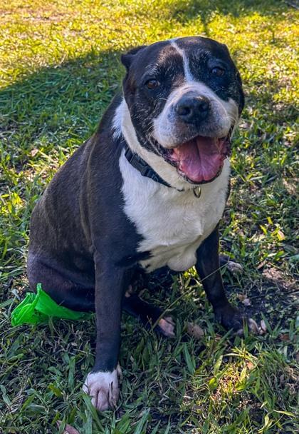 Sophie, Adoptable, Senior Female Terrier & Mixed Breed.