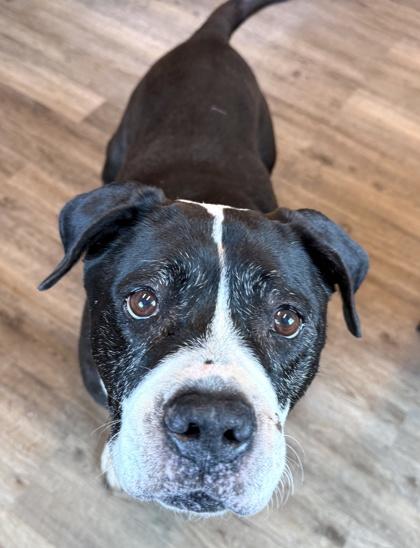 Enlarge Sophie, a Adoptable mixed breed in Palm Coast, FL image 2/3