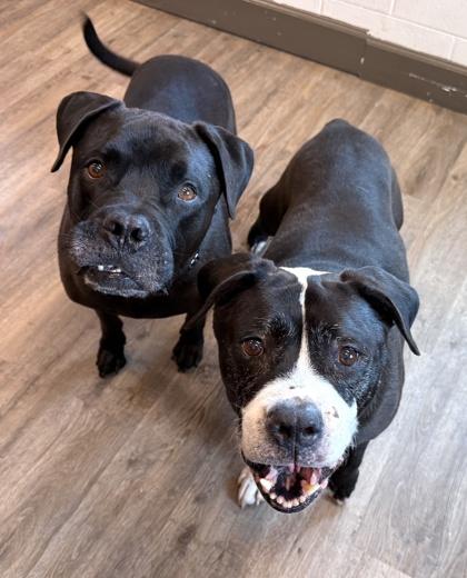 Enlarge Sophie, a Adoptable mixed breed in Palm Coast, FL image 3/3