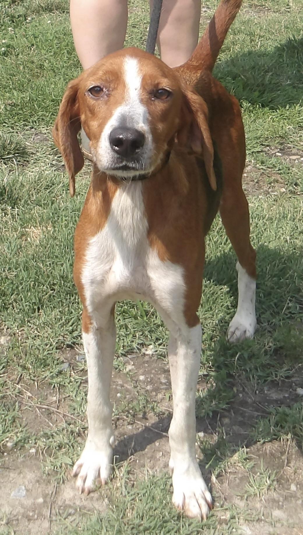 Enlarge Baby Girl, a ADOPTABLE Hound in Gloucester, VA image 2/5