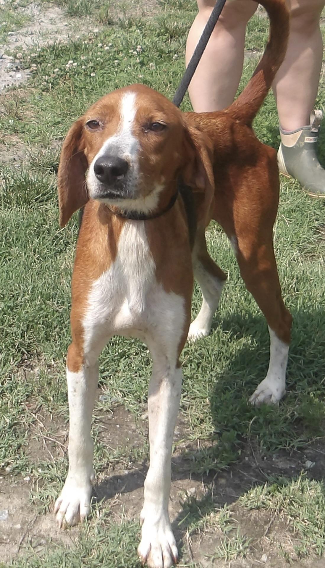 Enlarge Baby Girl, a ADOPTABLE Hound in Gloucester, VA image 3/5