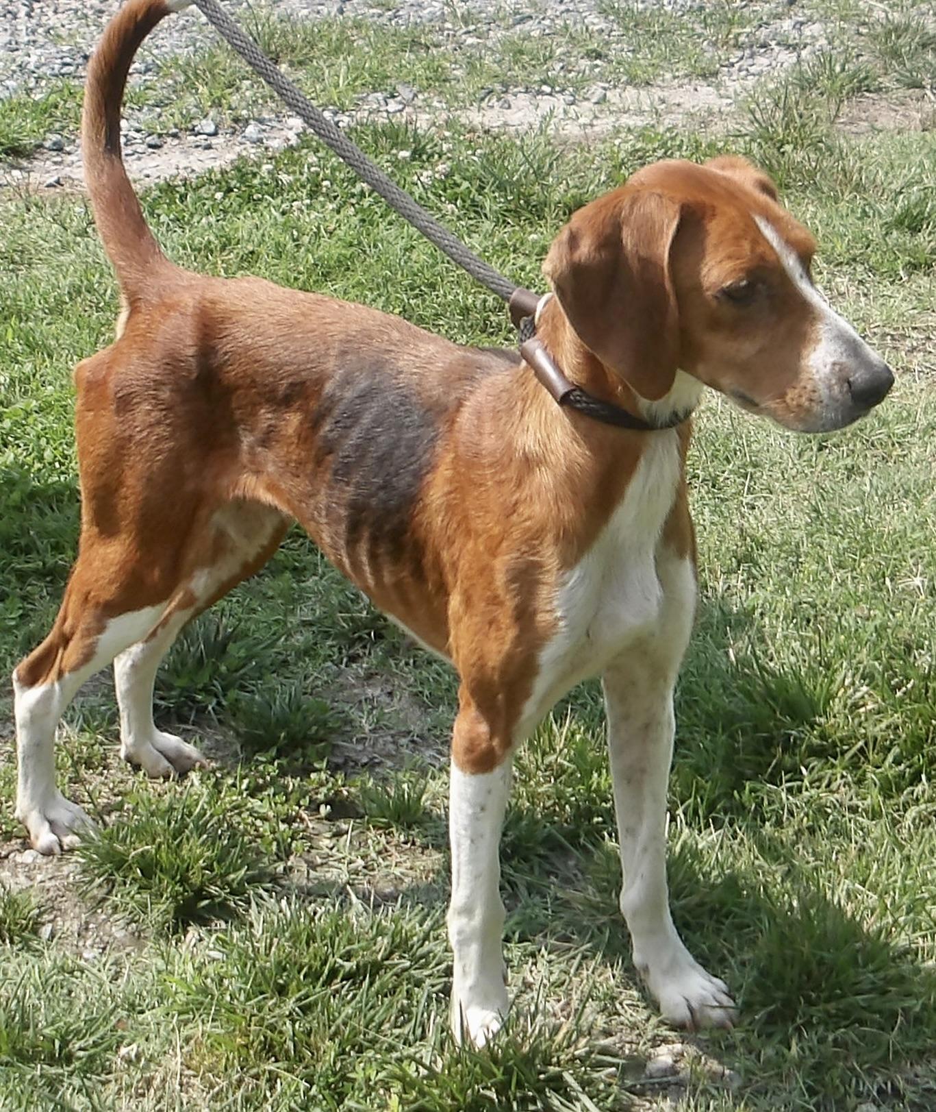 Enlarge Baby Girl, a ADOPTABLE Hound in Gloucester, VA image 4/5