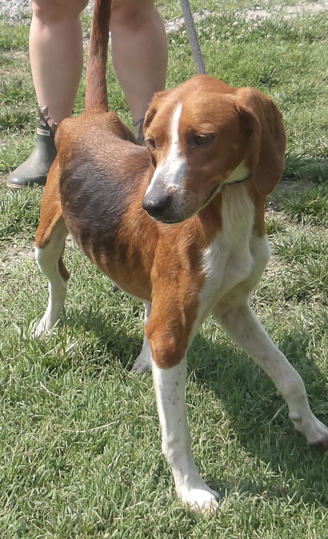 Enlarge Baby Girl, a ADOPTABLE Hound in Gloucester, VA image 5/5