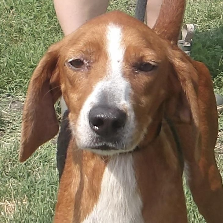 Baby Girl, ADOPTABLE, Adult Female Hound.