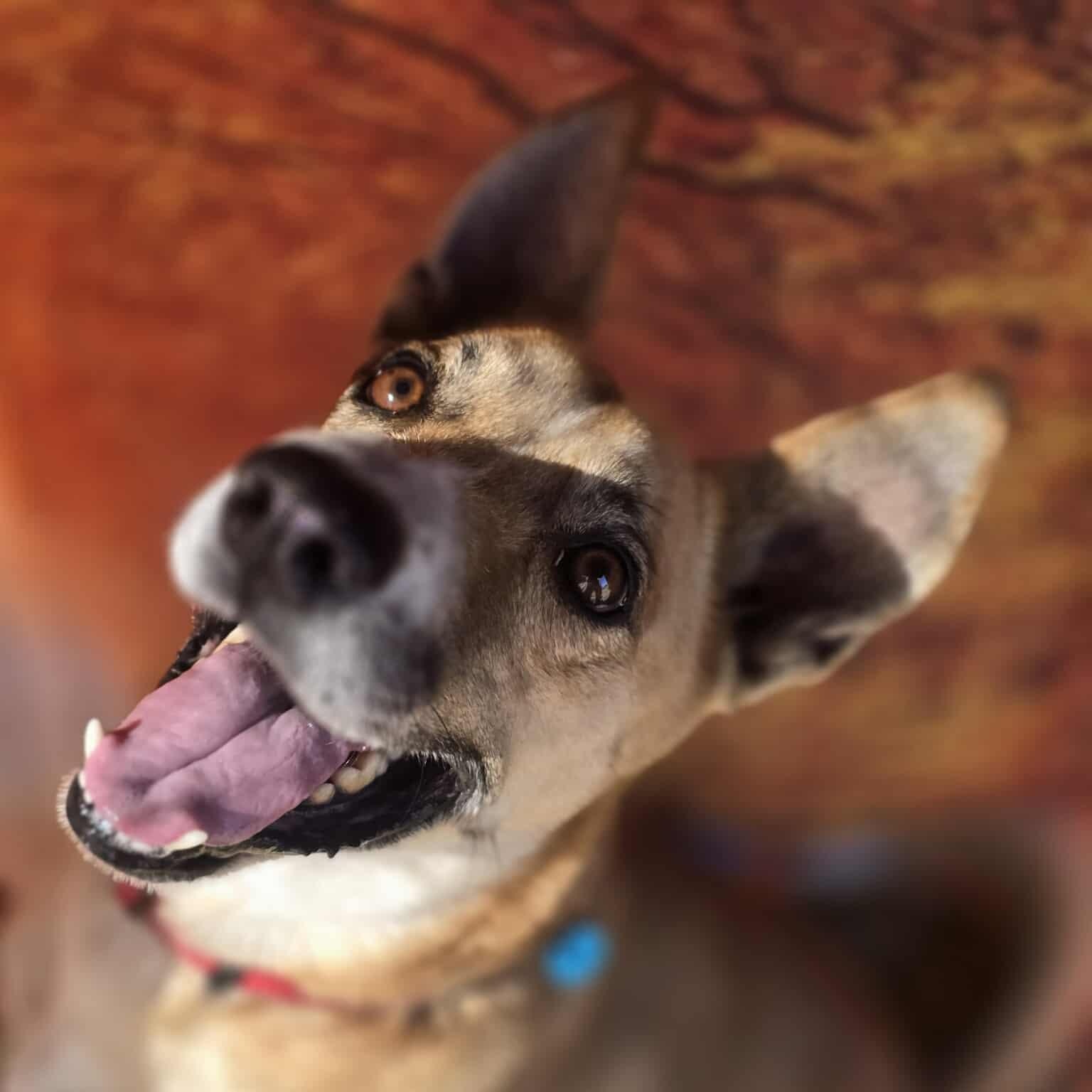 Flako — thumbnail 2