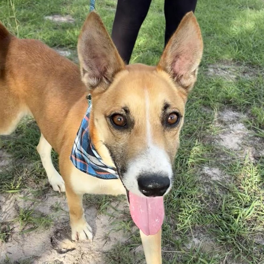 Flako — thumbnail 4