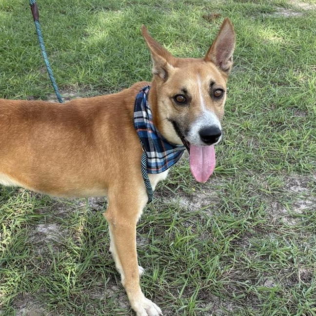 Flako — thumbnail 5