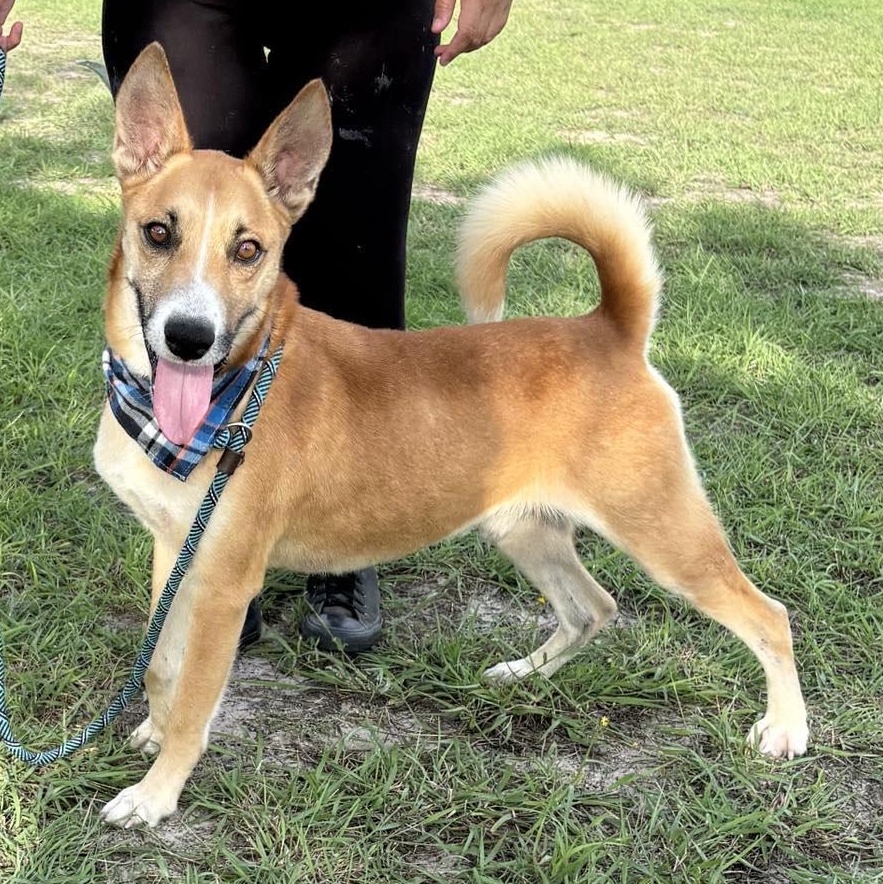 Flako — thumbnail 6