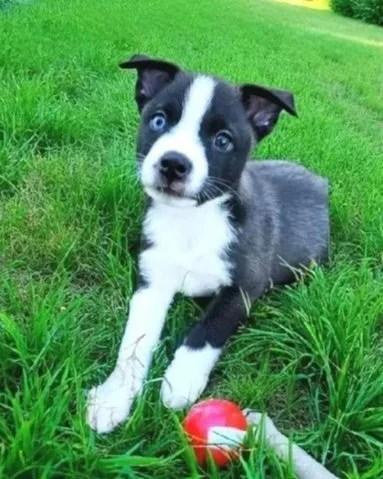 Frank, Adoptable, Puppy Male Siberian Husky & Rottweiler.