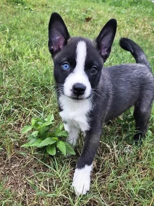 Frank, a Adoptable mixed breed in Winter Springs, FL image 2/3
