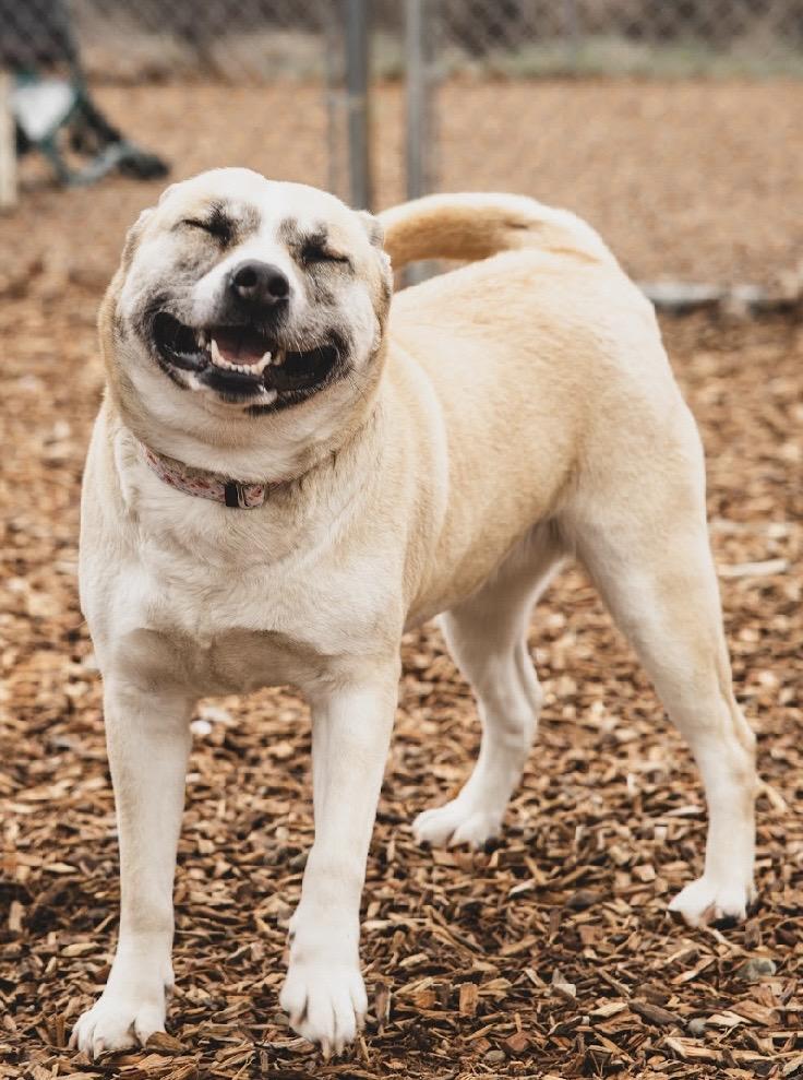 Enlarge Roxy - GCI Graduate, an adoptable Mixed Breed in Elyria, OH image 3/6