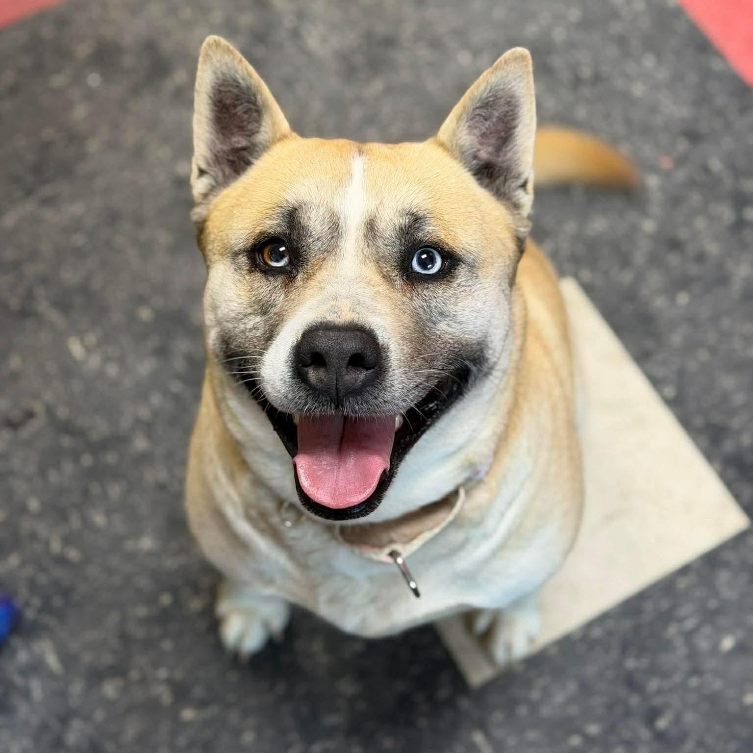 Enlarge Roxy - GCI Graduate, an adoptable Mixed Breed in Elyria, OH image 4/6