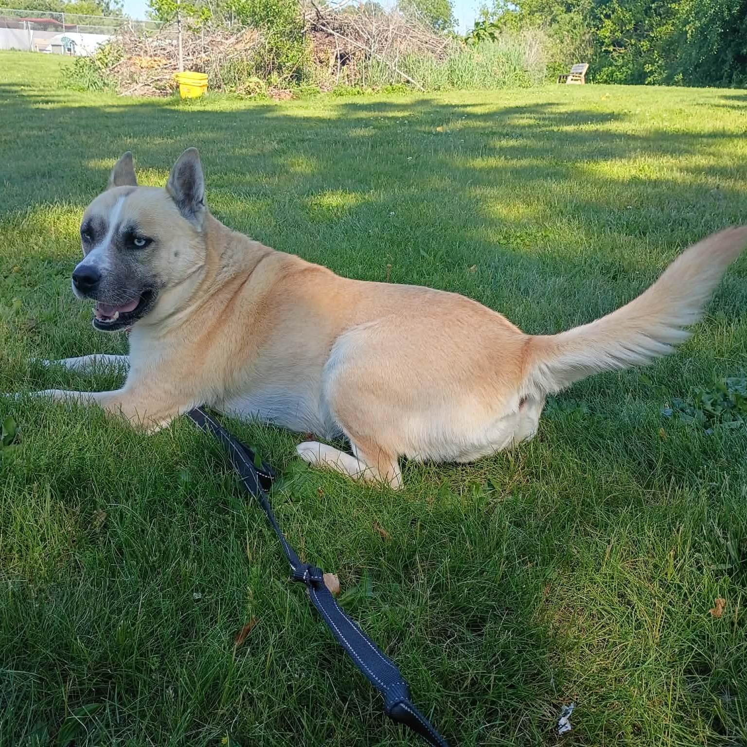 Roxy - GCI Graduate, adoptable, Adult Female Mixed Breed.