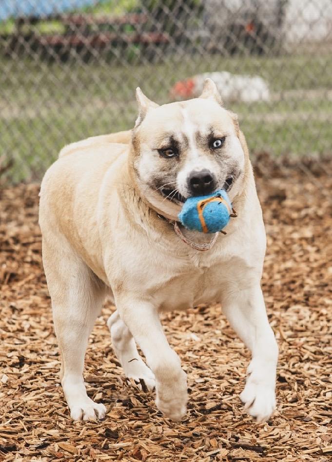 Enlarge Roxy - GCI Graduate, an adoptable Mixed Breed in Elyria, OH image 5/6