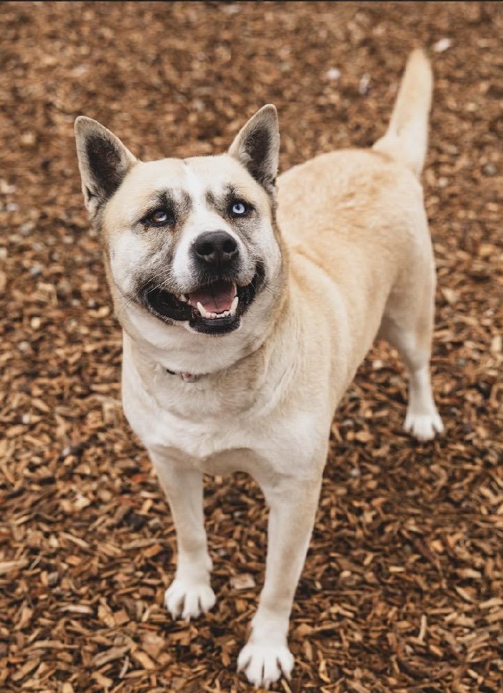 Enlarge Roxy - GCI Graduate, an adoptable Mixed Breed in Elyria, OH image 2/6