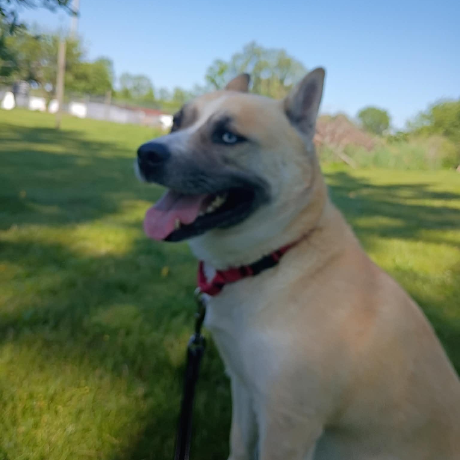 Enlarge Roxy - GCI Graduate, an adoptable Mixed Breed in Elyria, OH image 6/6