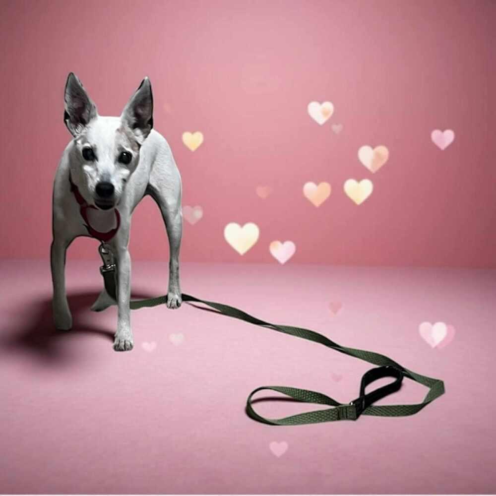 Roxie, a Adoptable Jack Russell Terrier in Denton, MD image 1/2