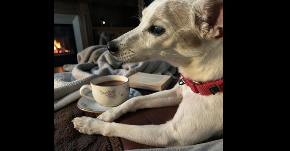 Roxie, Adoptable, Senior Female Jack Russell Terrier.