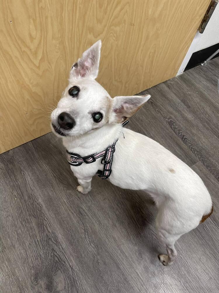 Roxie, a Adoptable Jack Russell Terrier in Denton, MD image 2/2