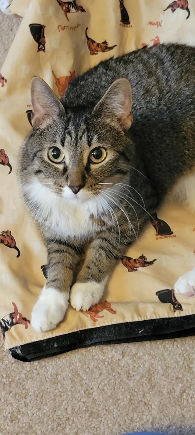 Enlarge Rhodes, an adopted Domestic Short Hair in Crystal Lake, IL image 2/2